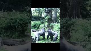 Typical Brothers, Dominance Duel! #animals #cuteanimals #wild #cute  #gorilla  #shorts @artphot