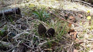 Tour de Morchel 2021 - Norway morels in the Black Forest