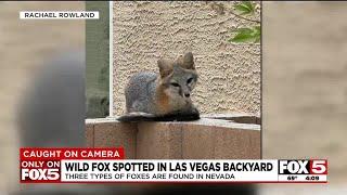 Wild fox spotted in Las Vegas backyard