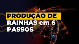 esses 6 passos para PRODUÇÃO DE ABELHAS-RAINHAS selecionadas, SEM CUSTO, em 11 DIAS