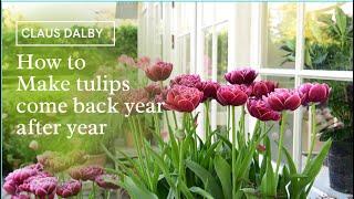 How to Make tulips come back year after year