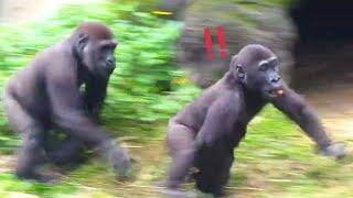 Ringo Runs Quickly While Jabali Chases Behind: 'Share Some with Me!林戈快跑，呷百二在後面追：‘分我吃一點！