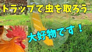 ニワトリ餌も自給自足の時代に！？【ニワトリ飼育】 228話目