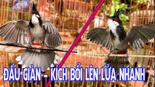 Chào Mào Đấu Giàn | Chim Chào Mào Đấu Giàn - Hót Đấu  Kích Bổi Lên Lửa