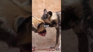 ‍The Incredible Teamwork of African Wild Dogs‍