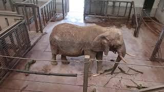 Elephant in Captivity at Paignton Zoo Environmental Park