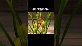 무늬막실라리아 #진미플라워 #향기나는꽃 #식물키우기 #반려식물 #배아현 #꽃바람 #garden #gardening #flowers