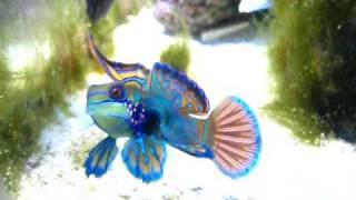 mandarin male fish