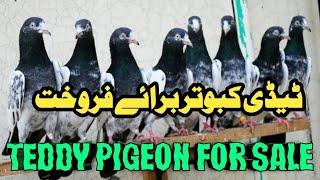 teddy king pieon || teddy kabootar for sale in lahore