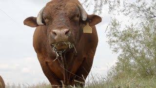 Grass-Fed Beef  | ABC News