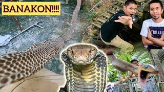 KING COBRA BANAKON SA BRGY. CATALUNAN PEQUEÑO, DAVAO CITY!! #cobra #banakon #kingcobra #samarcobra