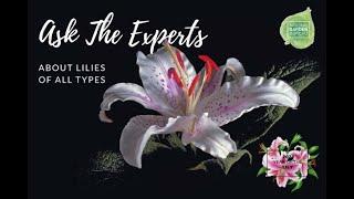 Ask the Experts About Growing All Types of Lilies!#lily #garden #homegarden