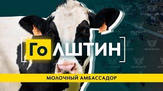 Голштин — лучшая порода для молочного бизнеса? Рацион, содержание, история и рекорды