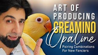 Secrets of Breeding Creamino Opaline Lovebirds|Future pairings #dhillonaviary #creamino #lovebird