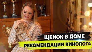 Рекомендации кинолога по содержанию, уходу, кормлению и воспитанию мальтипу.