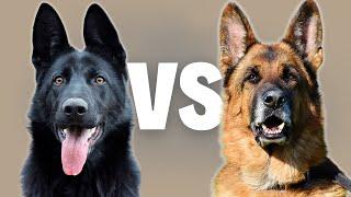 West-German Shepherd VS East-German DDR Working Line GSD