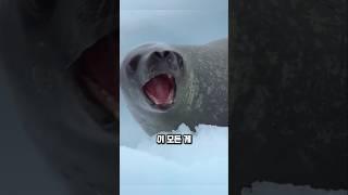 지친 건 물개만이 아니었습니다