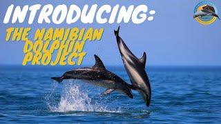 Introducing The Namibian Dolphin Project- What we do and how you can get involved!