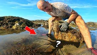 On découvre d'incroyables créatures sous les rochers pendant les grandes marrées !!! (Pêche à pied)