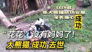 『成功』“花花”没有妈妈了！大熊猫“成功”死亡