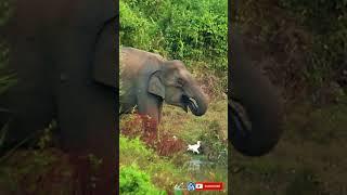 Cute asian mother elephant drinking water alone outside buxa tiger reserve | #shorts #854