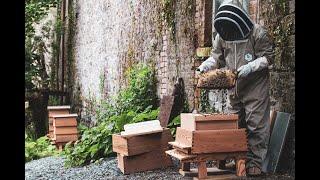 Beehives at The Handmade Soap Company in Ireland