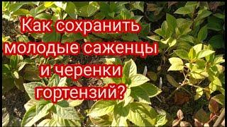 ГОРТЕНЗИЯ.КАК СОХРАНИТЬ МОЛОДЫЕ САЖЕНЦЫ И ЧЕРЕНКИ ГОРТЕНЗИЙ В ЗИМУ 