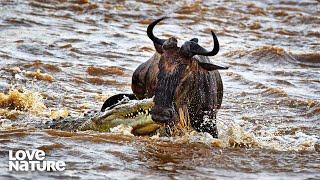 Severe Weather Delays Great Serengeti Migration | Ol Pejeta Diaries 107+108