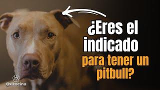 ¿Es el Pitbull Adecuado para Ti? Lo  que Necesitas Saber antes de tener uno