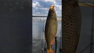 В поисках РЫБЫ_Klavdia Petrivna_Big-fish YouTube #рыбалка #klavdiapetrivna #fishing #трофей #плотва