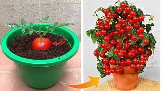 Few people know that it is possible to propagate this way | Relax Garden