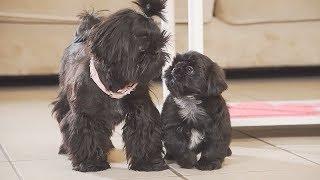 My Shih Tzu Family | TOO CUTE