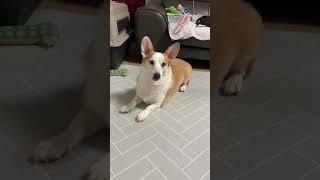 김꾸꾸 개인기