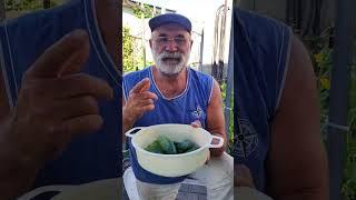 Как я выращиваю огурчики? Да легко!!