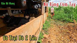 Con Hổ Mang Này Nó Tới Lui Chuồng Bò Chị 2 Lần Rồi Nó Bằng Cùm Tay | Mười Thương SB