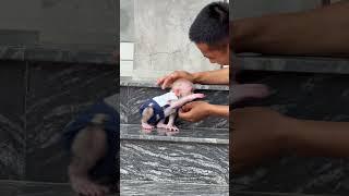 baby jerk