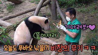 에버랜드 판다월드 ep41 금손으로 아기판다 키운지 벌써 1년! 아기판다 푸바오와 엄마 아이바오 강철원 사육사의 러블리한 하루 Baby Panda Fu Bao