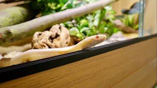 NEW CORN SNAKE SETUPS!