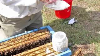 Sugar shaking bees to detect external parasites