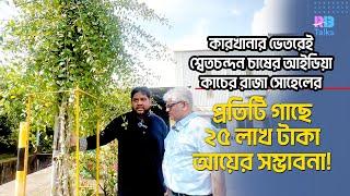 কারখানার ভেতরেই শ্বেতচন্দন গাছের চাষ; প্রতিটির দাম প্রায় ২৫ লক্ষ টাকা  | Sandalwood | Sohel | PHP