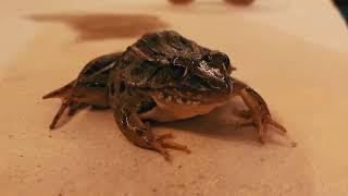 Freaky Frog