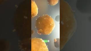 T-CELL Fighting with Cancer Cell in Human Body || #sciencefacts