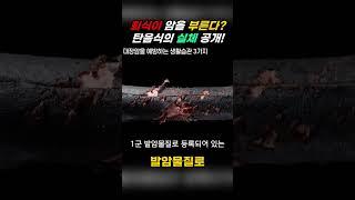 회식이 암을 부른다? 탄음식의 실체 공개! #0290