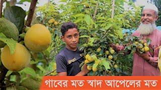 Persimmon Fruit পার্সিমন ফল চাষ পদ্ধতি। পার্সিমন চাষ হচ্ছে যশোরে জুলফিকারের কাকি ফল কৃষি ভিডিও