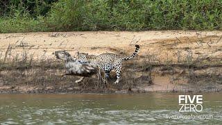 Careless Capybara gets Caught by Jaguar