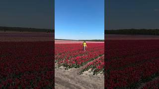 Луковицы тюльпанов!!!выращивание в Беларуси