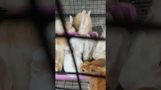 ##new for my bunnies##rabbit##mypets ##trendingshorts ##love pets