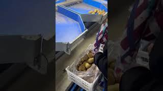 سیب صادراتی ایران  #هند#پاکستان#دبی#سیب#عراق#روسیهIran's export apples  #India#Pakistan#Dubai#Ap