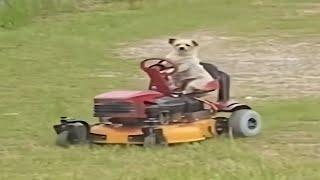 Top 5 Lawnmower