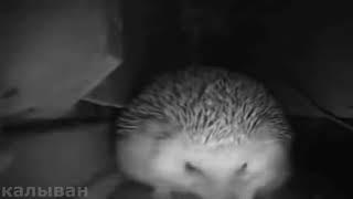 the hedgehog is stuck